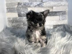 Male Long Haired Merle Chihuahua Puppy