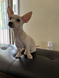 Chihuahua’s for sale