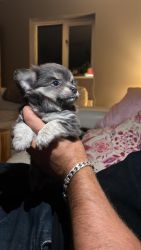 Sale Pomeranian x Chihuahua (pomchi puppies)
