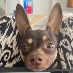 Beautiful Chihuahua boy Brown Hair. Amazing personality