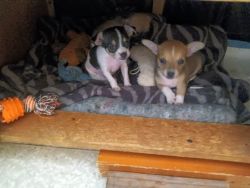 Chihuahua's for sale