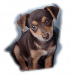 Tiny Chihuahua Boy Pup