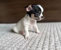 Chihuahua Puppies For adoption