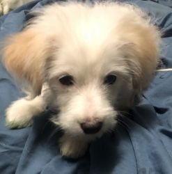Chihuahua/Pomeranian Girl Pup