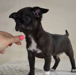 ealthy chihuahua puppies for sale