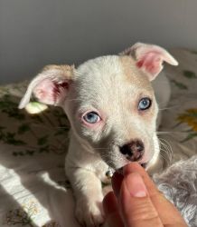 Female Chihuahua for sell