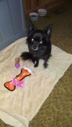 Long haired Chihuahua male chipped nutured color black.
