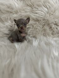 Chihuahua male tcup