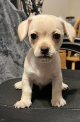 Chihuahua puppies need new home