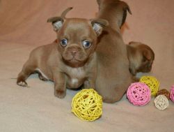 We have 10 weeks chihuahua puppies