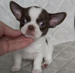 Cute pure breed chihuahua puppies for sale