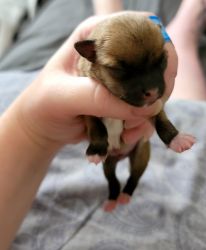 Male Chihuahua puppy(sold)