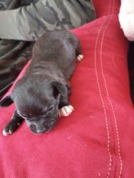 Chihuahua puppies for sale