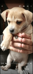 Chihuahua mix puppies