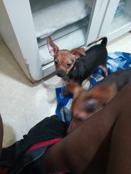 3 months old puppies for sale