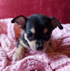 AKC Chihuahua puppy male