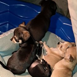 1 male and 3 female chihuahua puppies