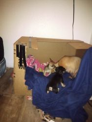 Purebred Chihuahua puppies just in time for Christmas
