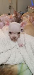 9 week old Chihuahua puppies for sale. Purebread apple head