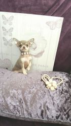Small Chihuahua Puppies for sale