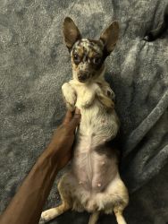 Pregnant Merle Chihuahua have puppies soon!!
