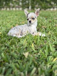 Merle Chihuahua