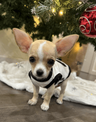 PURE BREED FEMALE BABY CHIHUAHUA