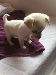 Small Hand Seized Teacups Chihuahua Puppies For Good Homes Now