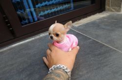 Cute Babyface Teacup Chihuahua Pups