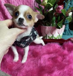Chihuahua applhead BUTTON