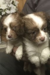 Cocker/Chihuahua Puppies
