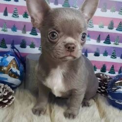 THREE CHIHUAHUA PUPPIES FOR SALE