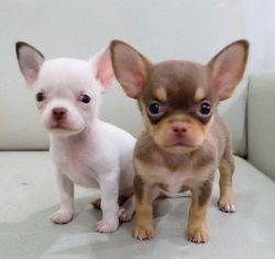 Lovely Chihuahua Pups