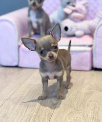 Clean Chihuahua Puppies