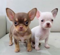 Jovial Chihuahua Pups