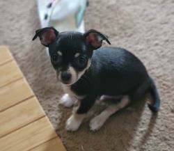 Three Pure Bred Chihuahua Puppies For Sale