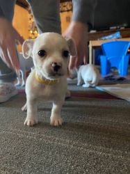 Clean Chihuahua Puppies