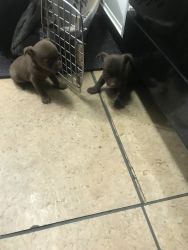 Chihuahua’s For Sale