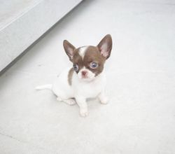 Chihuahua puppies ready