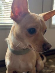 Chihuahua puppy boy
