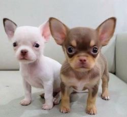 Smart Chihuahua Puppies