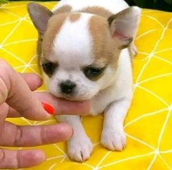Amazing Chihuahua Puppies