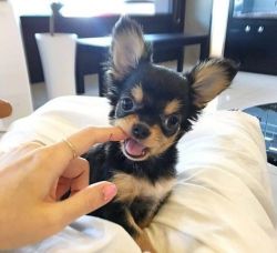 Elegant Chihuahua Puppies