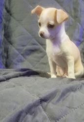 Ckc Registered Chihuahua puppy