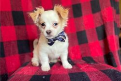 Male and Female Chihuahua Puppies
