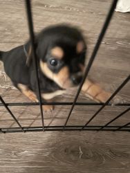 Chihuahua puppies only 1 left