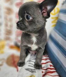 Lovely Chihuahua puppies for sale