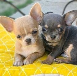 lovely Chihuahua puppies