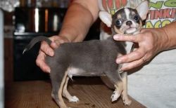 Adorable Chihuahua Pupies