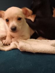 Chihuahua pup needs a good home